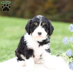 Marla, Cavapoo Puppy
